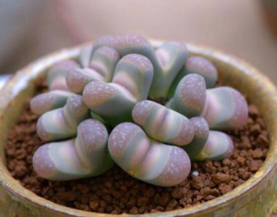 生石花用什么盆好，陶盆、泥瓦盆、紫砂盆任選其一(深盆)