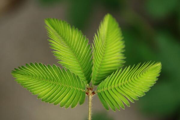 含羞草對人有什么好處，具有多重藥用功效