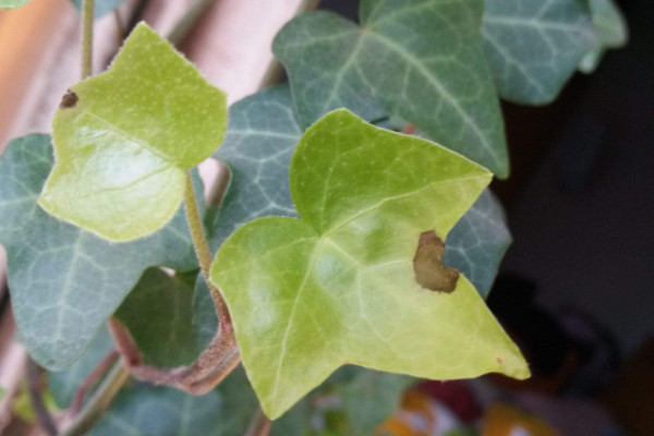 常春藤葉子干枯怎么辦，控水遮陰/除蟲換盆