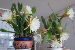 曇花多久開一次花，樹齡達(dá)到3年以后每年開一次花