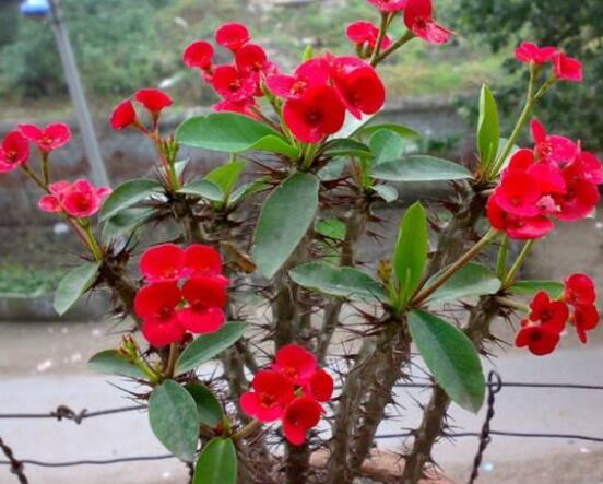 虎刺梅葉子發(fā)黃怎么辦，注意忌寒冷、忌積水、多光照