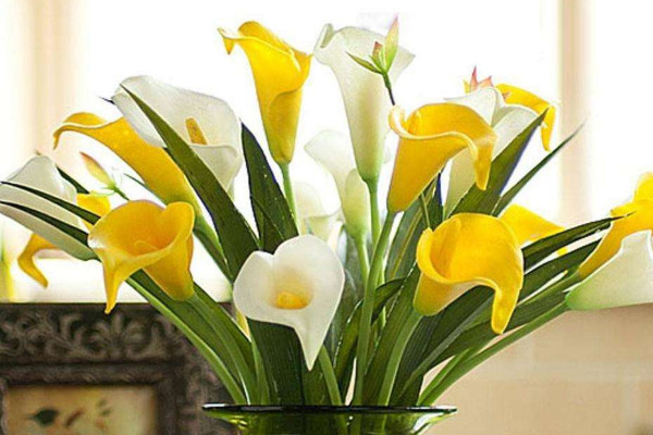 馬蹄種植技術(shù)與施肥