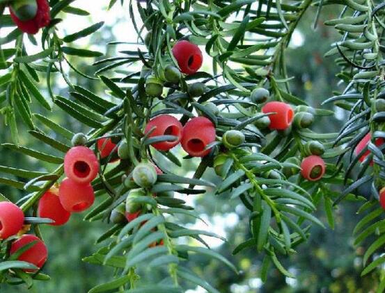 紅豆杉怎么換盆，三個簡單方法教你輕松學(xué)會