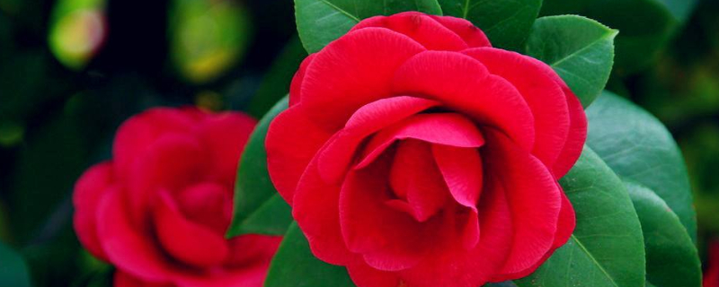 茶花葉子發(fā)黑掉了是什么原因