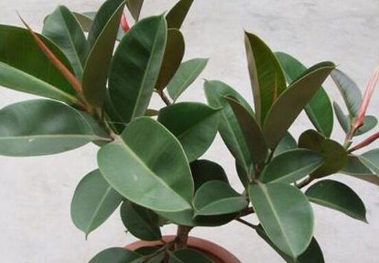 橡皮樹怎么養(yǎng)，牢記七個步驟就可養(yǎng)好