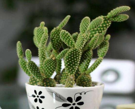 仙人掌怎么澆水和施肥，教你三個步驟便可生長枝葉翠綠