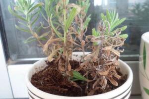 薰衣草葉子干枯怎么辦，教你正確的補(bǔ)救方法