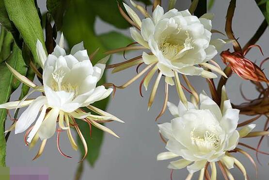 曇花爛根了要怎么辦，及時(shí)修剪腐爛根系/做好傷口消毒