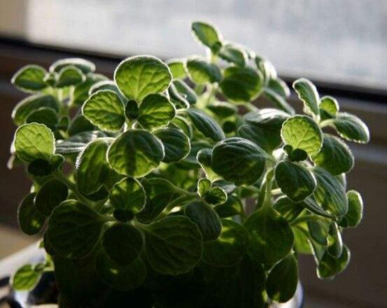 碰碰香放臥室可以嗎，可以/醒腦提神、凈化空氣、驅(qū)趕蚊蟲