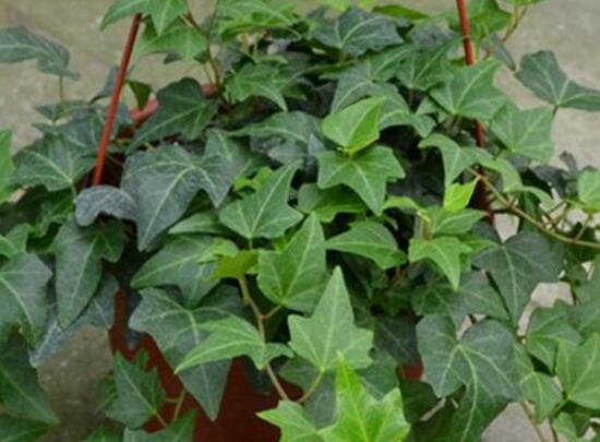 水培常春藤的養(yǎng)殖方法，老農(nóng)總結(jié)的簡(jiǎn)單易學(xué)三部曲