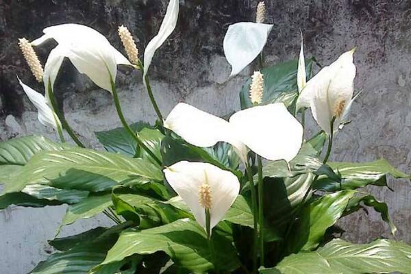 一帆風(fēng)順葉子發(fā)黃怎么辦，及時(shí)找出原因進(jìn)行補(bǔ)救