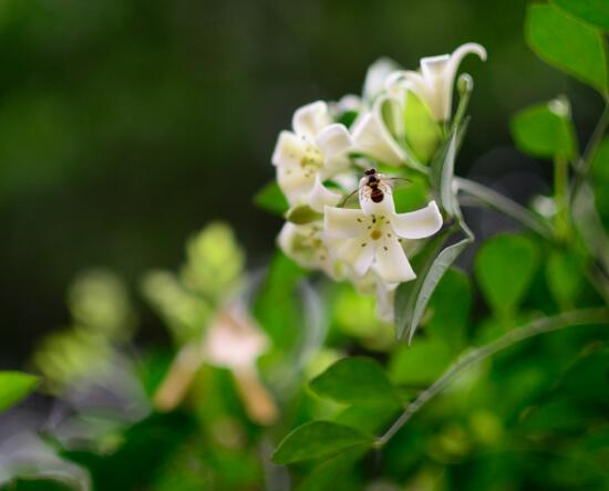 盆栽九里香的養(yǎng)殖方法，老農(nóng)教你七個最實用基本方法