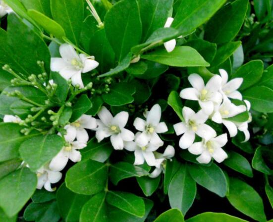 九里香花香的味道對人體有害嗎，有害/導(dǎo)致頭暈、胸悶