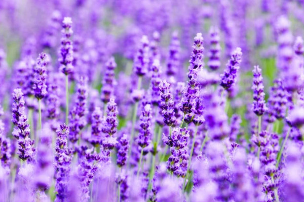 藍(lán)花鼠尾草與薰衣草的區(qū)別，薰衣草花香沁人心脾