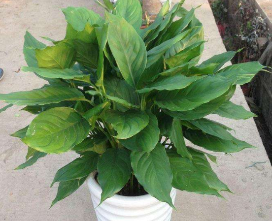 水培萬年青的養(yǎng)殖方法和注意事項(xiàng)，學(xué)會(huì)以下三個(gè)步驟即可