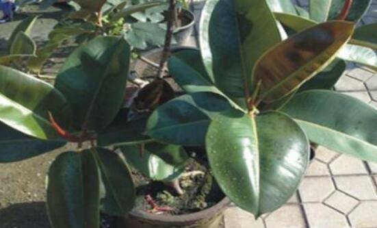 橡皮樹幾月份砍頭好，6-7月是最佳砍頭時間