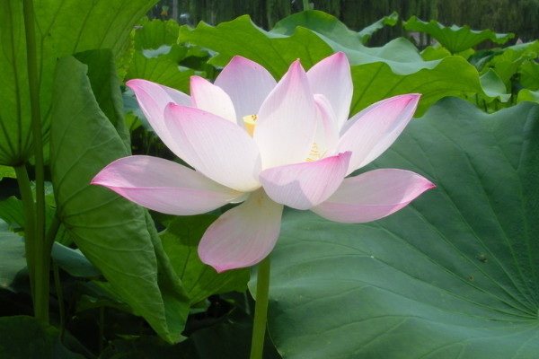 荷花冬天放室內(nèi)會(huì)開(kāi)么