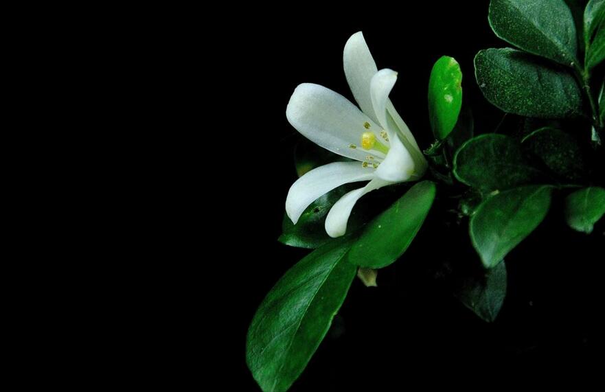 九里香幾月份開花，生長環(huán)境不同花期也不一樣