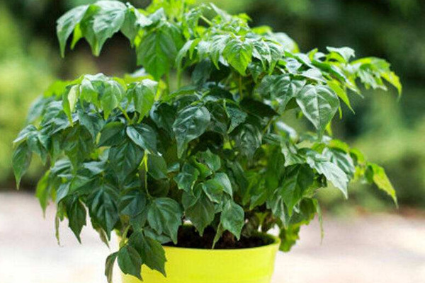 幸福樹幾天澆一次水好，春秋每隔5~7天澆灌一次