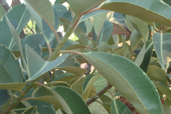 橡皮樹(shù)葉子卷怎么補(bǔ)救，增加溫度追肥換土