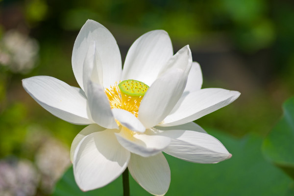 荷花盛開(kāi)需要多少天