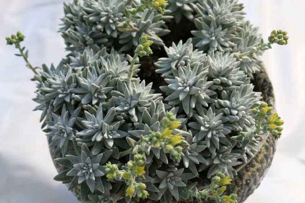 怎樣促進(jìn)白菊分頭