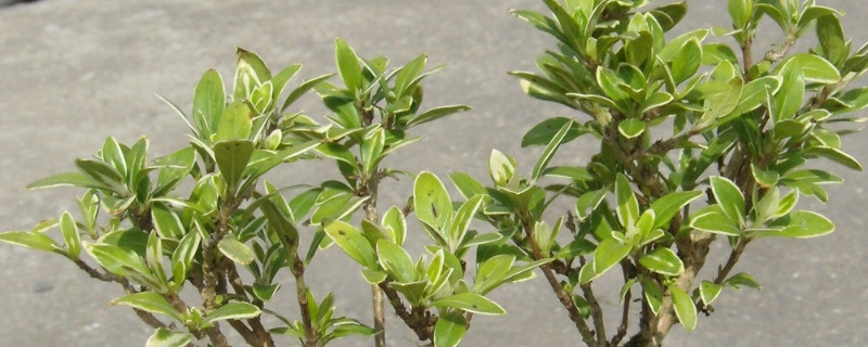 金邊六月雪的養(yǎng)殖方法和注意事項(xiàng)