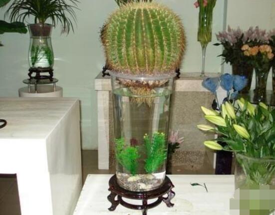 水培仙人球怎么養(yǎng)，教你六個最好步驟快速生根(7天)