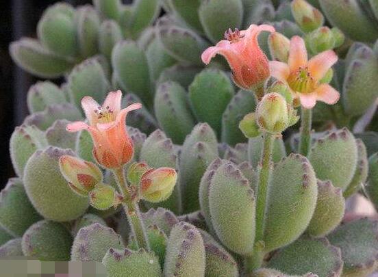 熊童子什么時(shí)候開(kāi)花，基本上都是在夏末秋初開(kāi)花