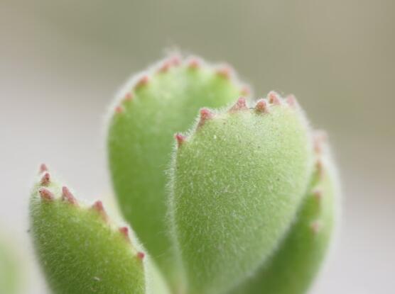 熊童子怎么養(yǎng)才能肥，主要做好四個要點(diǎn)即可