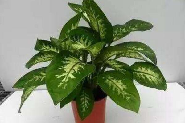 萬年青適合在室內(nèi)養(yǎng)嗎，有著很全面的作用