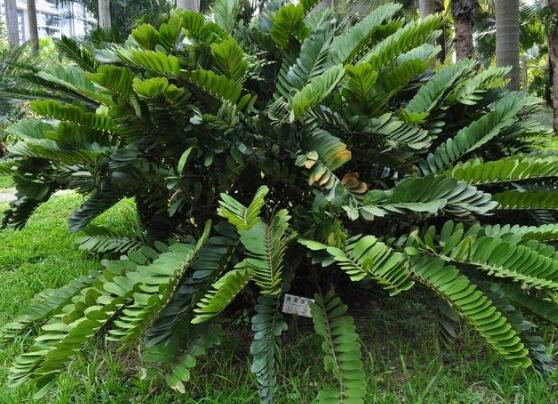 鐵樹(shù)品種，細(xì)數(shù)鐵樹(shù)最受喜愛(ài)八大品種