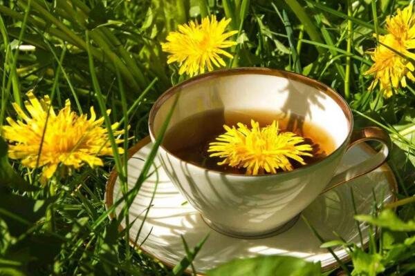 蒲公英茶哪些人不宜喝，體質(zhì)虛寒、過敏、孕婦都不宜飲用