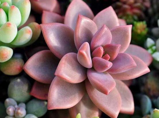 寶石花怎么繁殖，老農(nóng)總結(jié)四種繁殖方法(播種繁殖簡(jiǎn)單易學(xué))