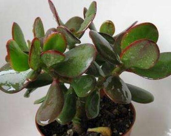 玉樹常見的病蟲害防治，教你四種辦法簡(jiǎn)單學(xué)會(huì)