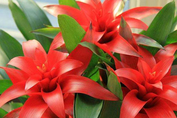 鴻運(yùn)當(dāng)頭和紅掌哪個適合家里養(yǎng)