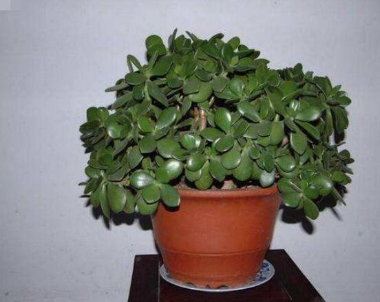 燕子掌換土后要澆水嗎，可根據(jù)具體情況來具體對待