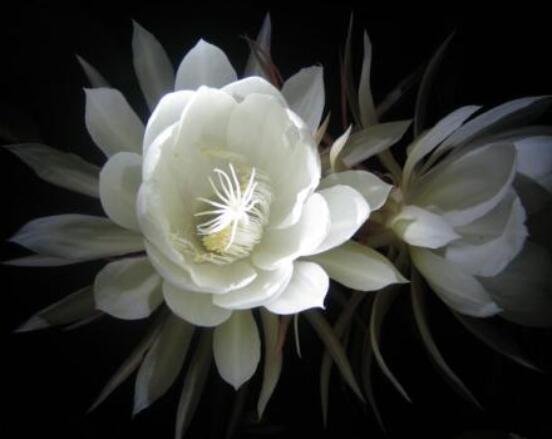 曇花怎么施肥，腐熟的有機肥為主/陰天施肥最佳