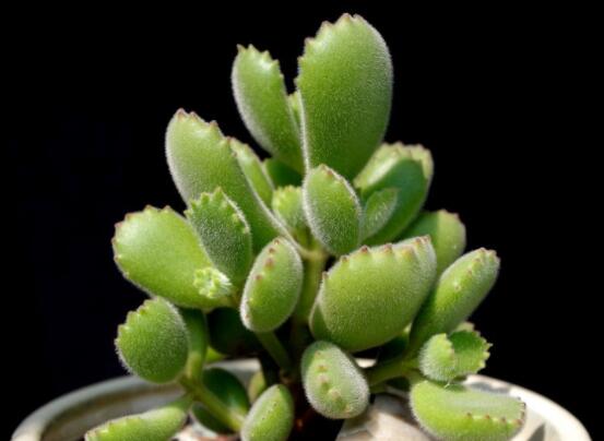 熊童子怎么養(yǎng)才能肥，主要做好四個要點(diǎn)即可