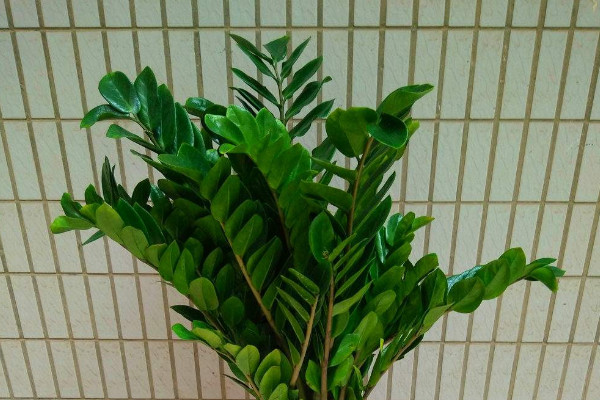 金錢(qián)樹(shù)移盆后幾天服盆