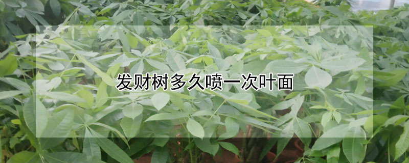 發(fā)財(cái)樹多久噴一次葉面