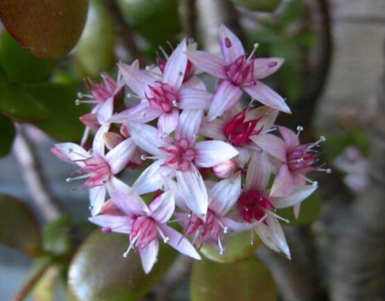 燕子掌不開花怎么辦，做好以下五點花開爆盆