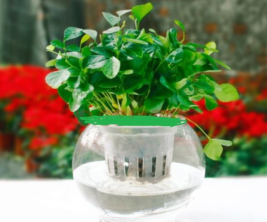 九里香的養(yǎng)殖方法水培，教你四個(gè)步驟水培爆盆