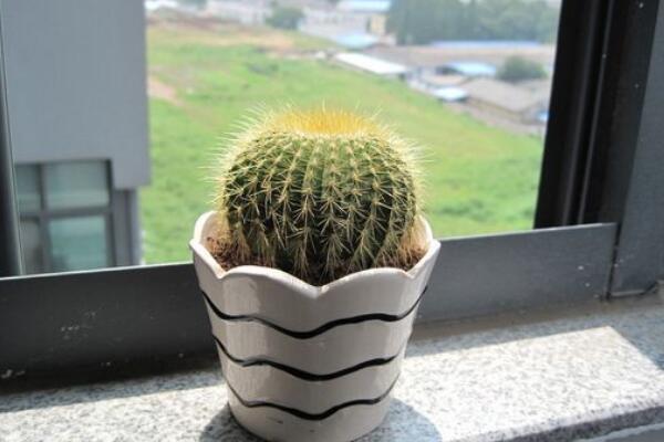 仙人球多久澆一次水，控制澆水量保證土壤偏干即可