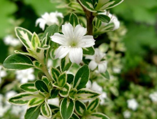 六月雪哪個(gè)品種最貴，屬金邊六月雪當(dāng)之無愧