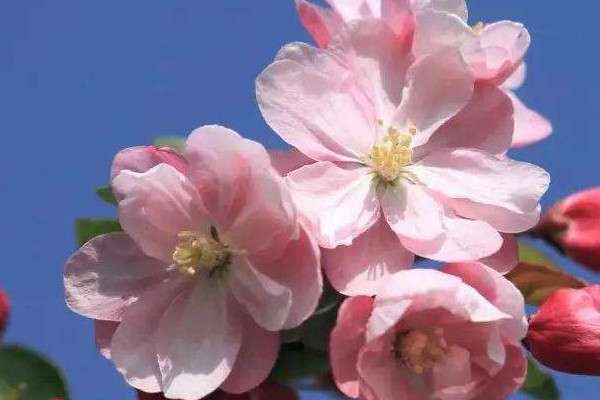 家里為什么不要養(yǎng)海棠