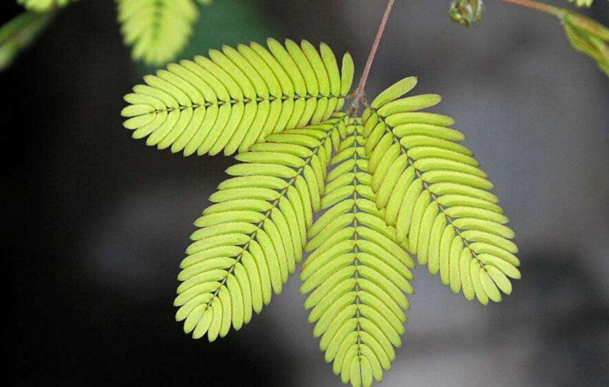 含羞草怎么養(yǎng)長(zhǎng)的快，需要養(yǎng)殖在適合生長(zhǎng)的環(huán)境中