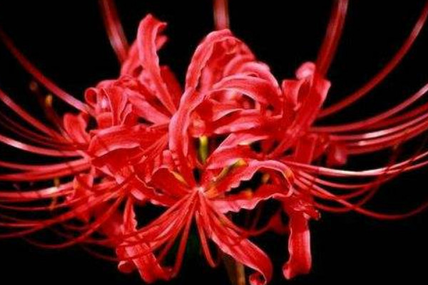 彼岸花種子種多久長苗