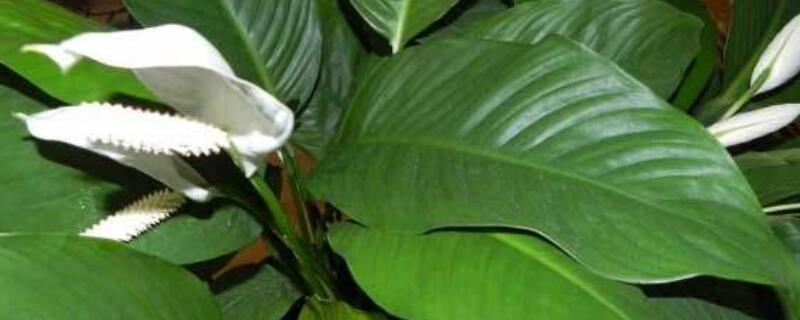 一帆風(fēng)順澆啤酒