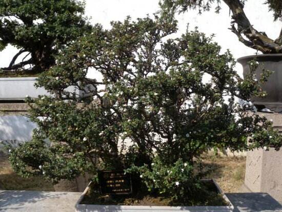 六月雪怎么變粗，做好六點(diǎn)基本方法生長(zhǎng)粗壯